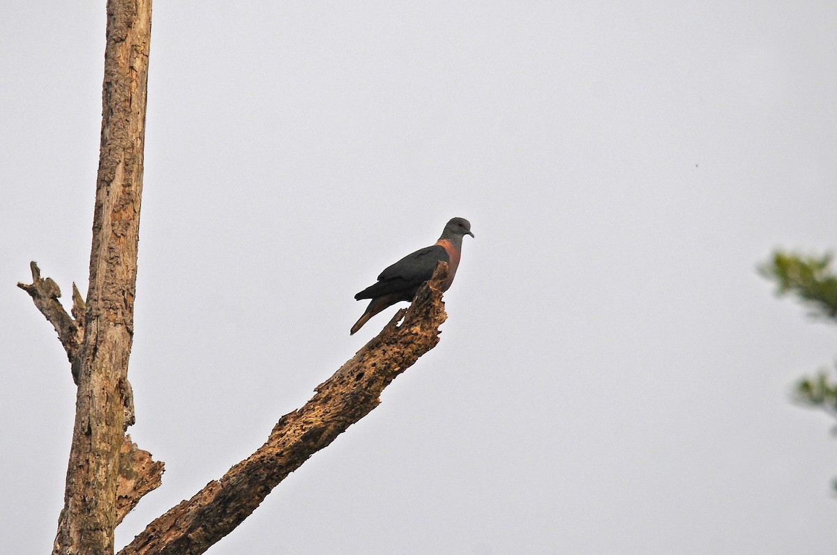 Western Bronze-naped Pigeon - ML640812876