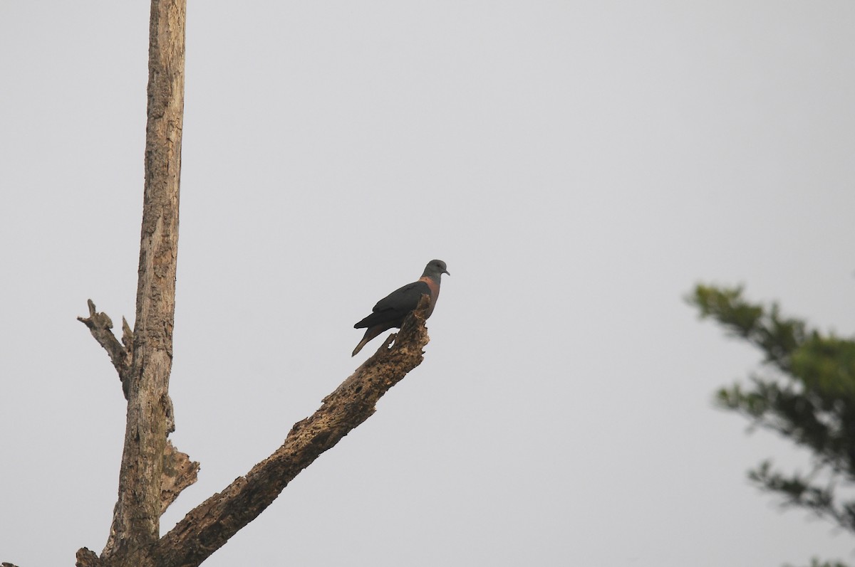 Western Bronze-naped Pigeon - ML640812877