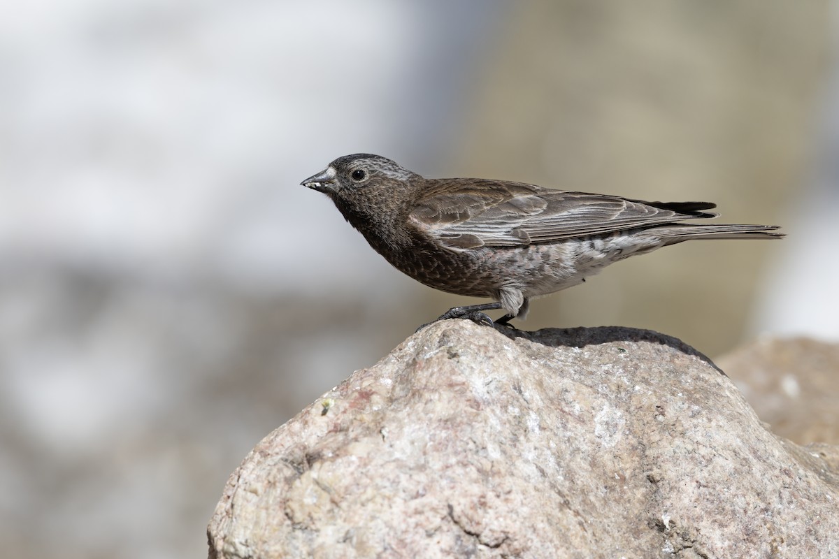 Black Rosy-Finch - ML640812892
