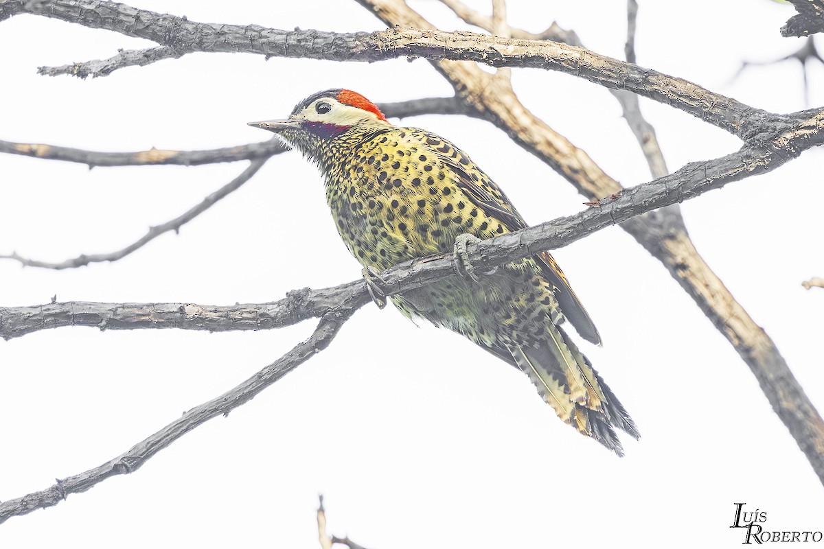 Green-barred Woodpecker - ML640813005