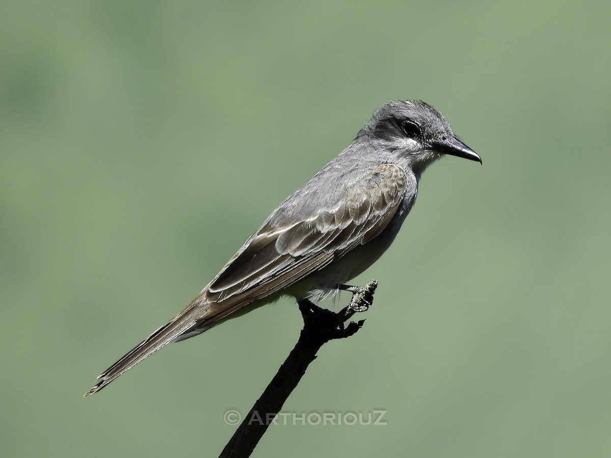 Gray Kingbird - ML640813023