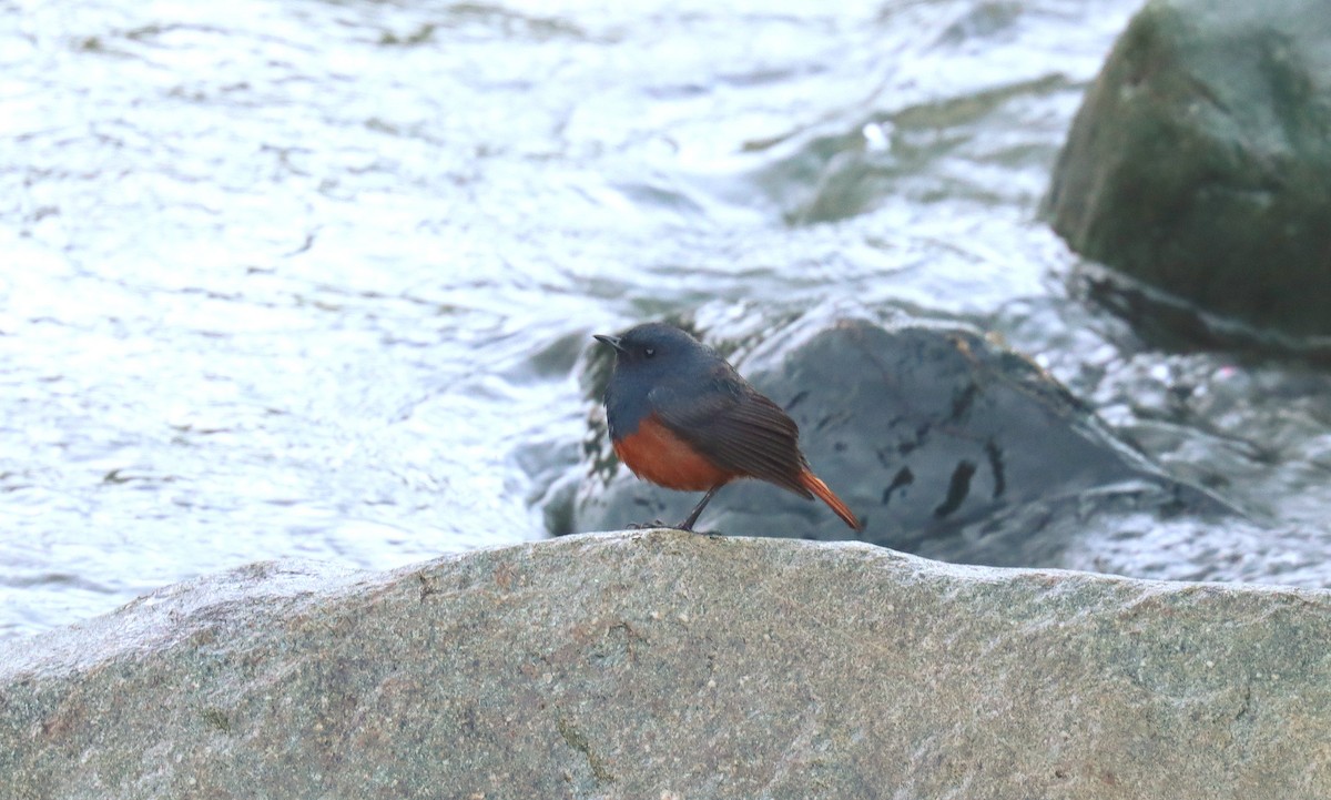 Luzon Redstart - ML640813032