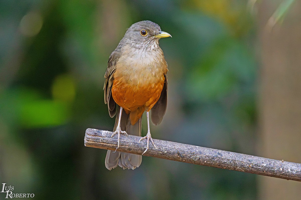 Rufous-bellied Thrush - ML640813105