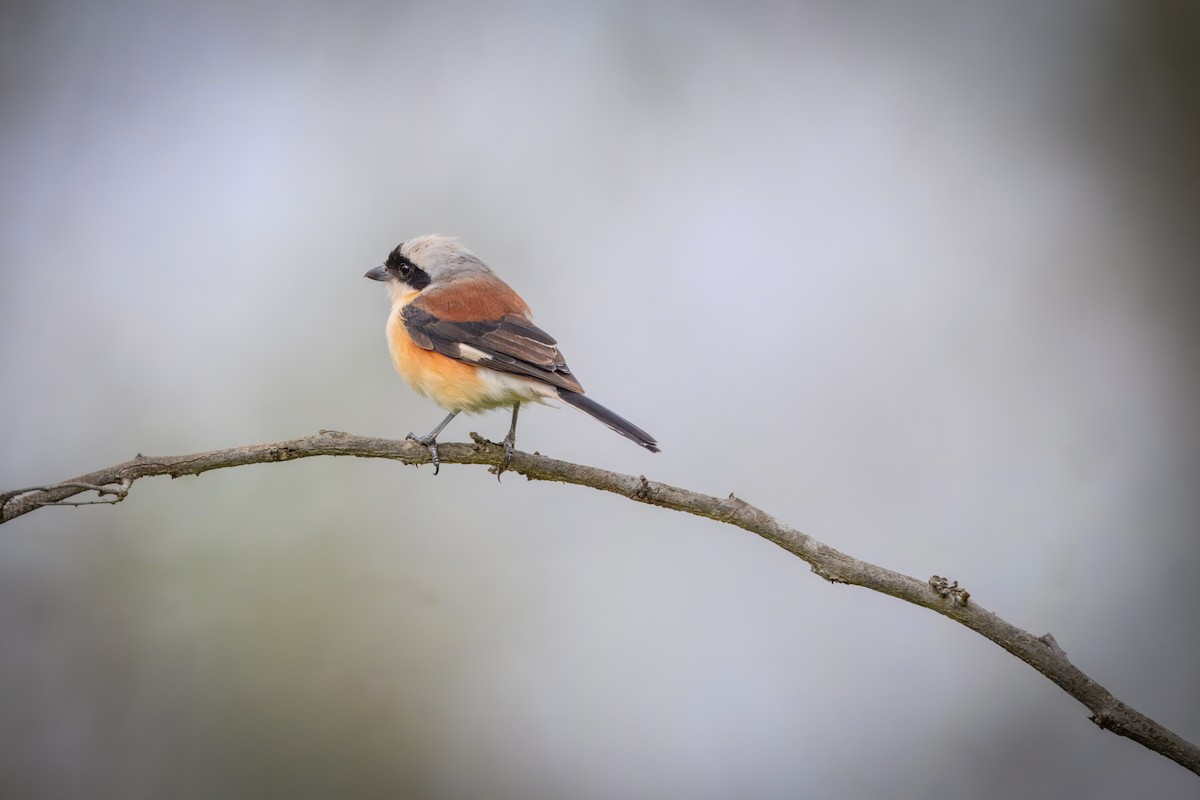 Bay-backed Shrike - ML640813136