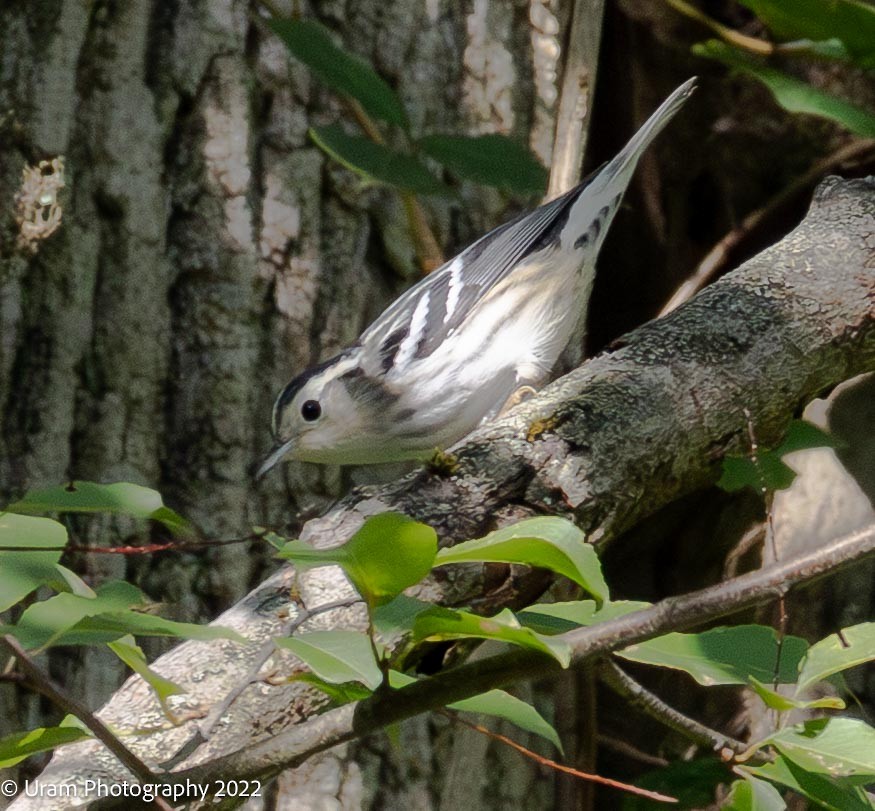 Black-and-white Warbler - ML640813143