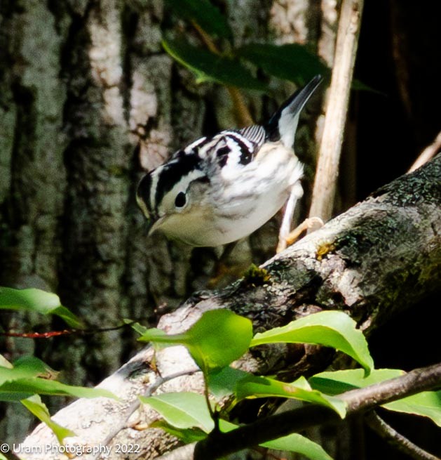 Black-and-white Warbler - ML640813144