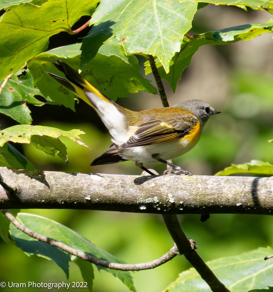 American Redstart - ML640813146