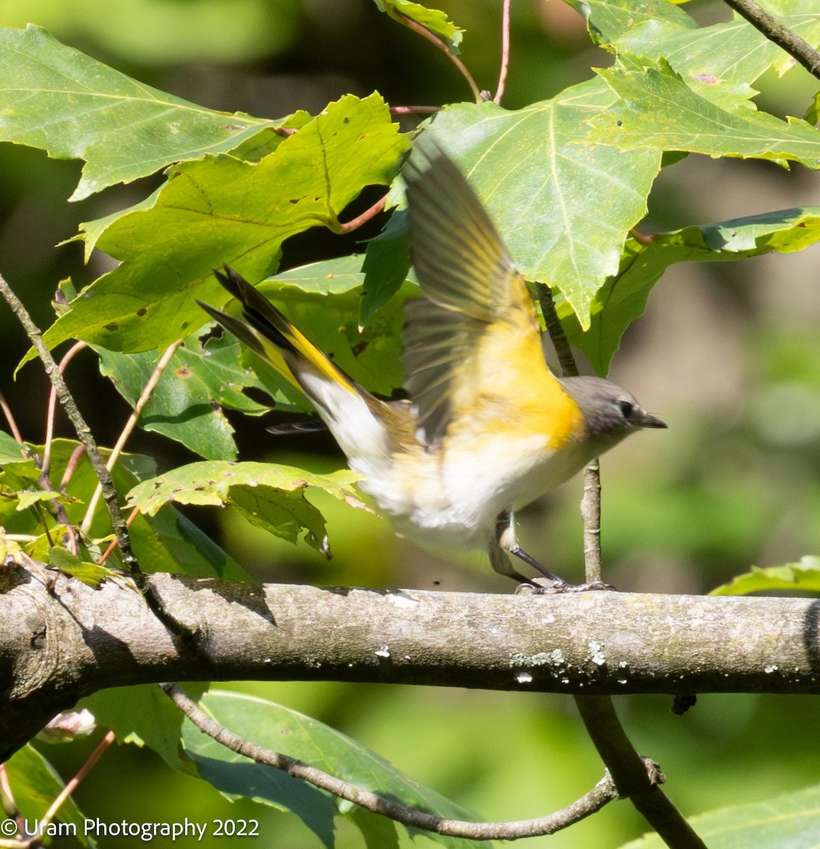 American Redstart - ML640813147