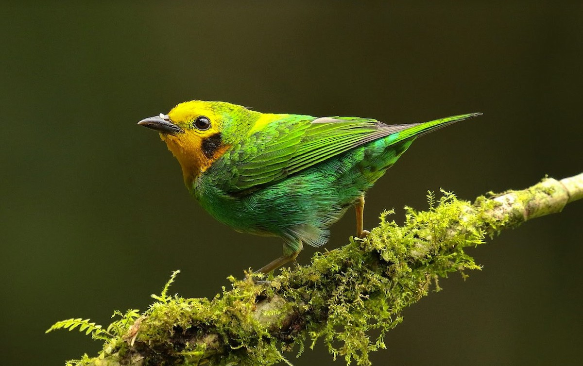 Multicolored Tanager - ML640813292