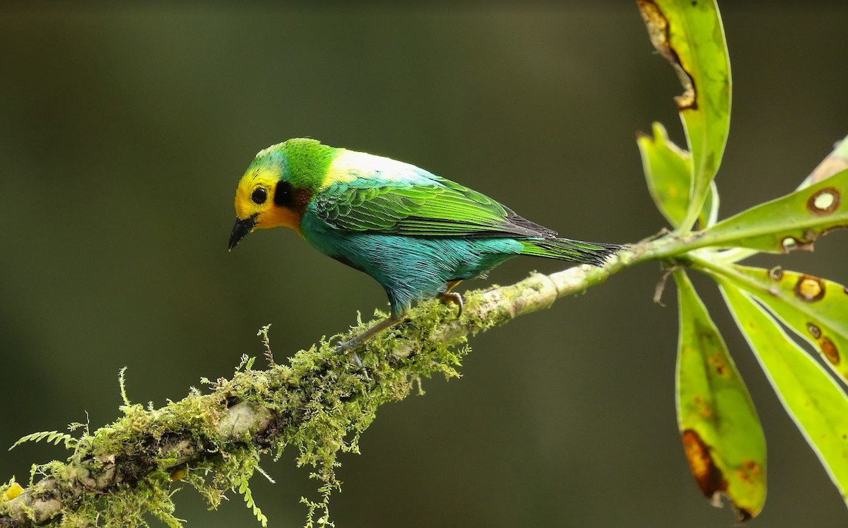 Multicolored Tanager - ML640813293