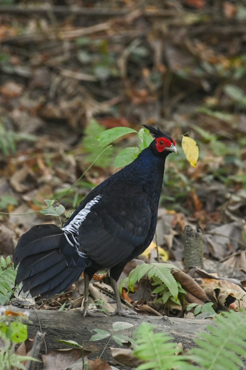 Kalij Pheasant - ML640813342