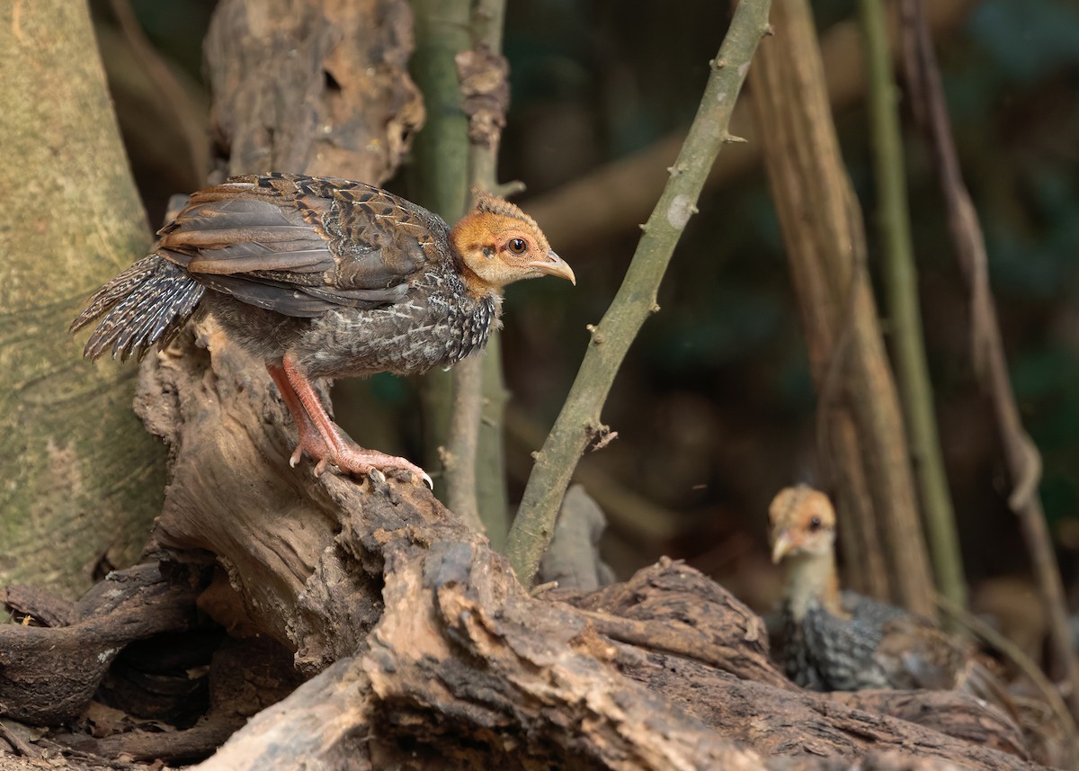 Kalij Pheasant - ML640813428