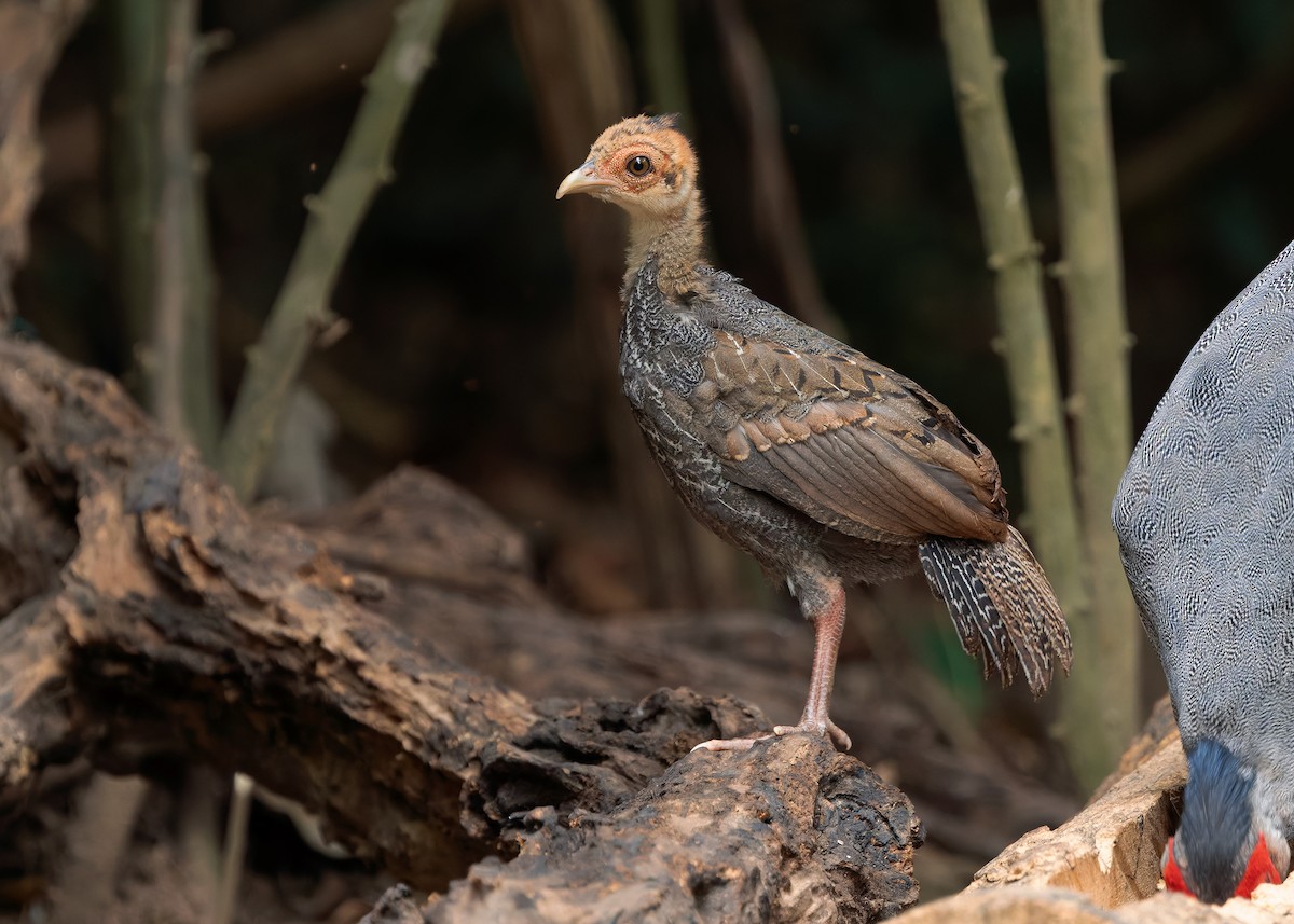 Kalij Pheasant - ML640813429