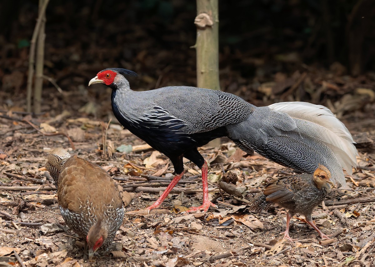 Kalij Pheasant - ML640813430