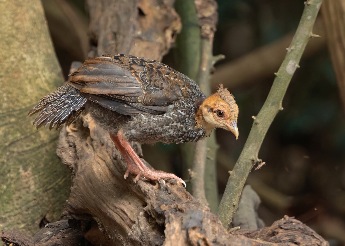 Kalij Pheasant - ML640813431
