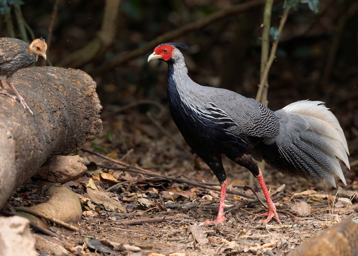 Kalij Pheasant - ML640813432