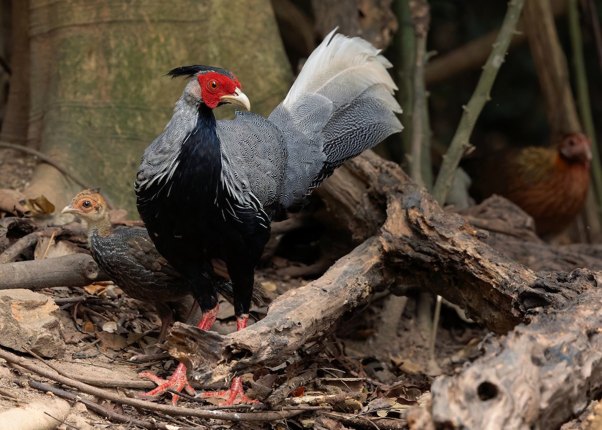 Kalij Pheasant - ML640813433