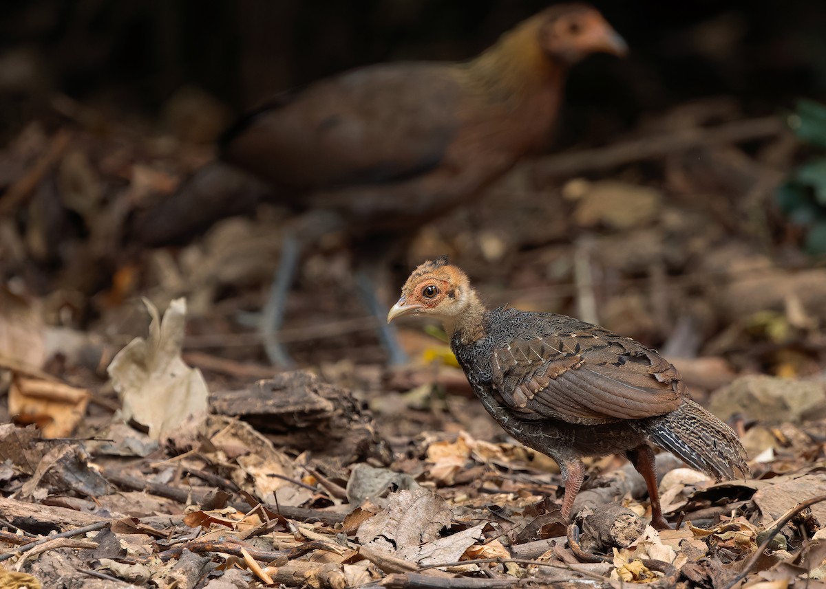 Kalij Pheasant - ML640813434