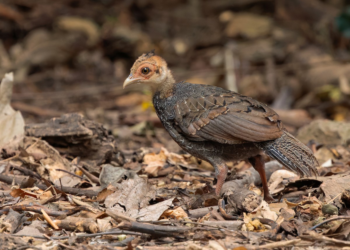 Kalij Pheasant - ML640813435