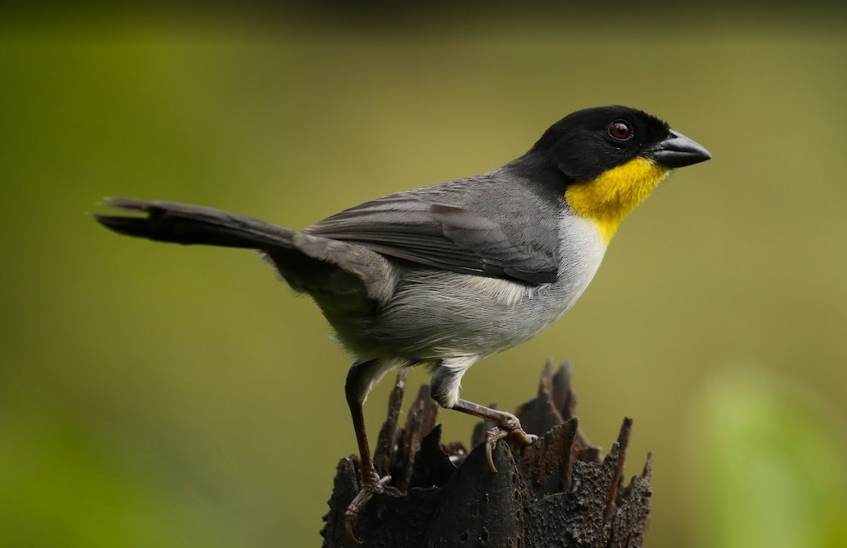 White-naped Brushfinch - ML640813445