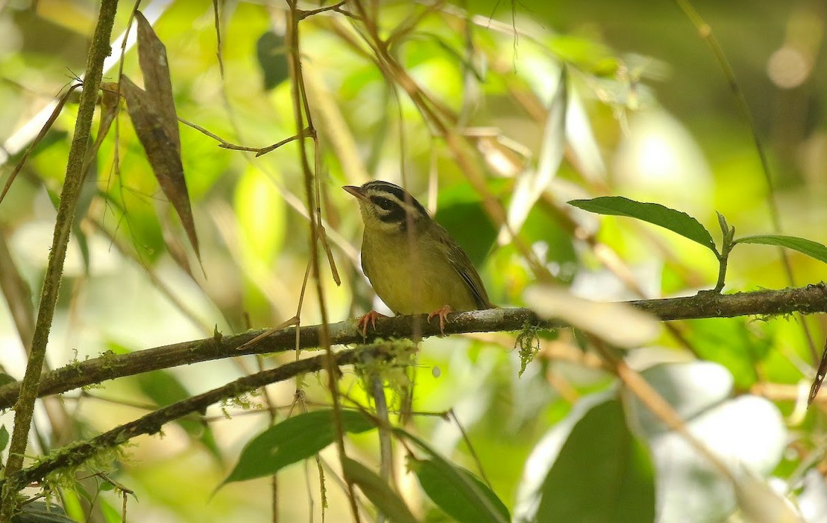 Three-striped Warbler - ML640813483