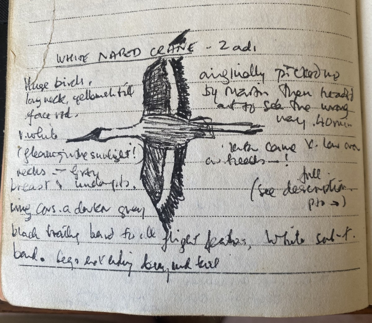 White-naped Crane - ML640813781