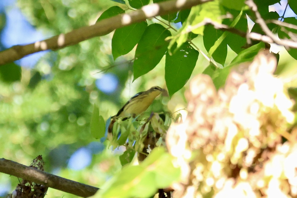 Blackburnian Warbler - ML640813798