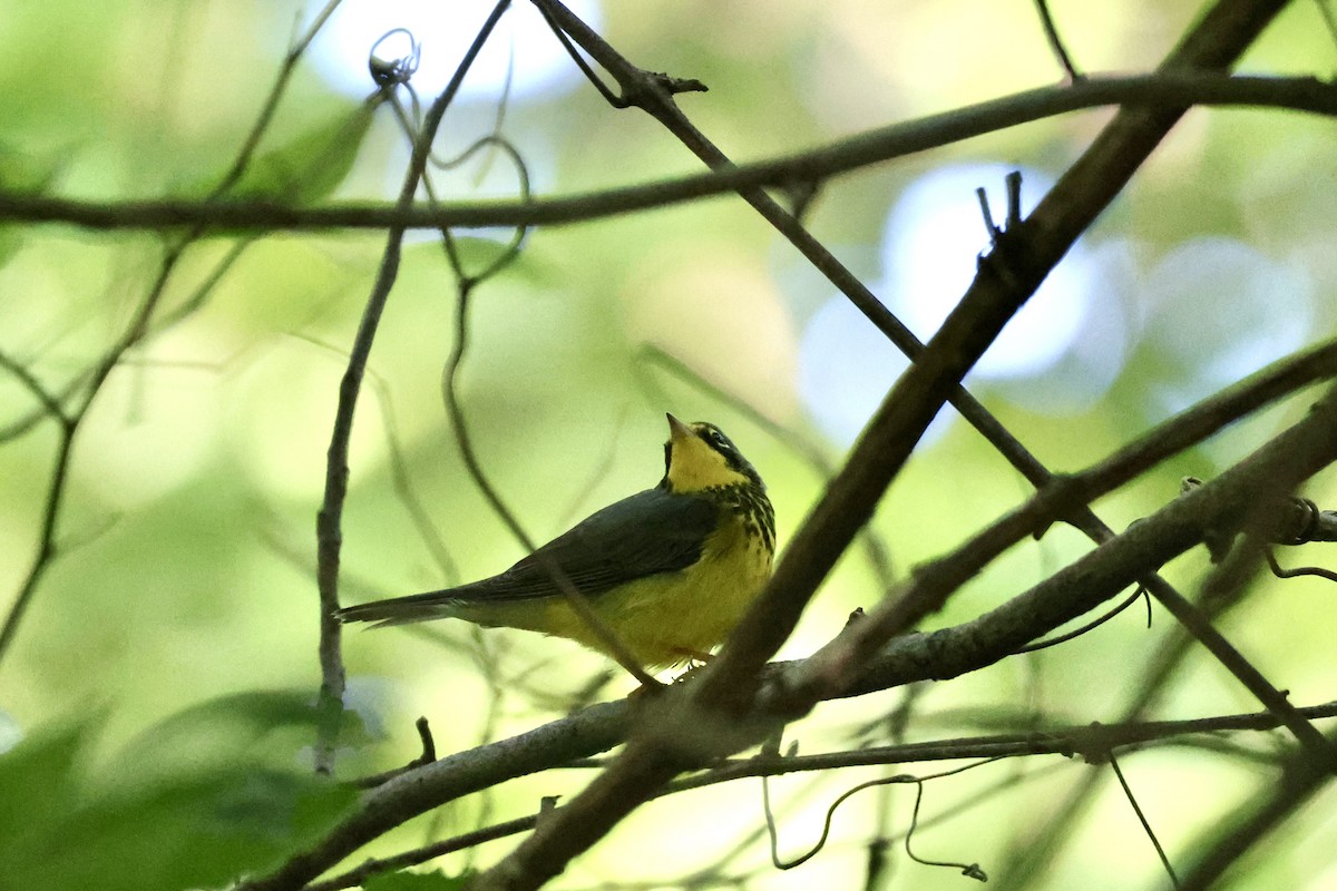 Canada Warbler - ML640813808