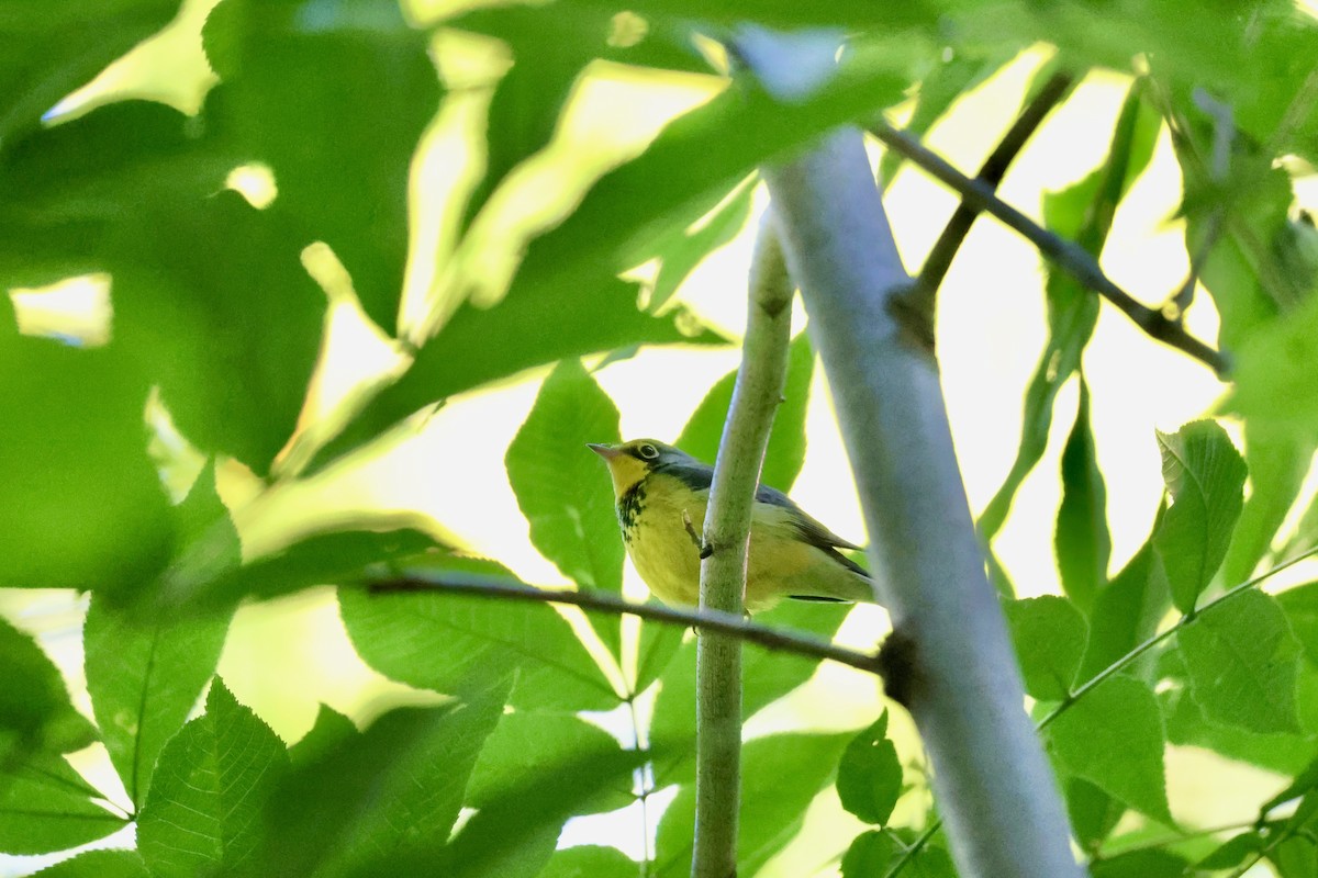 Canada Warbler - ML640813809