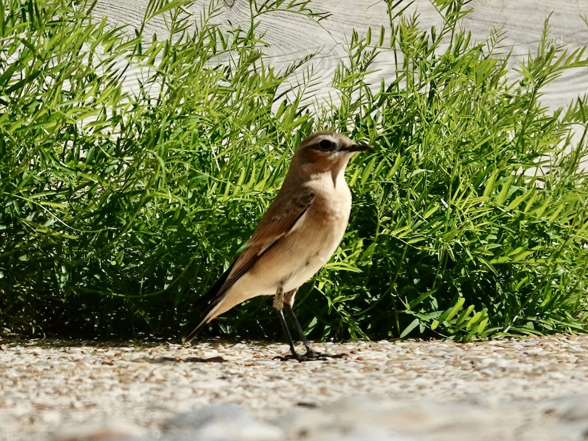 Northern Wheatear - ML640813829