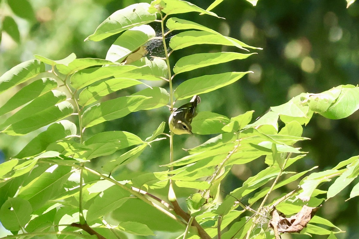 Blackburnian Warbler - ML640813850
