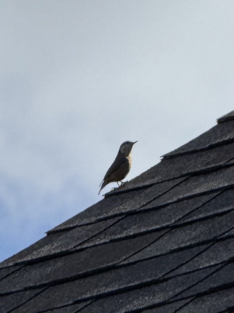 Red-breasted Nuthatch - ML640813908