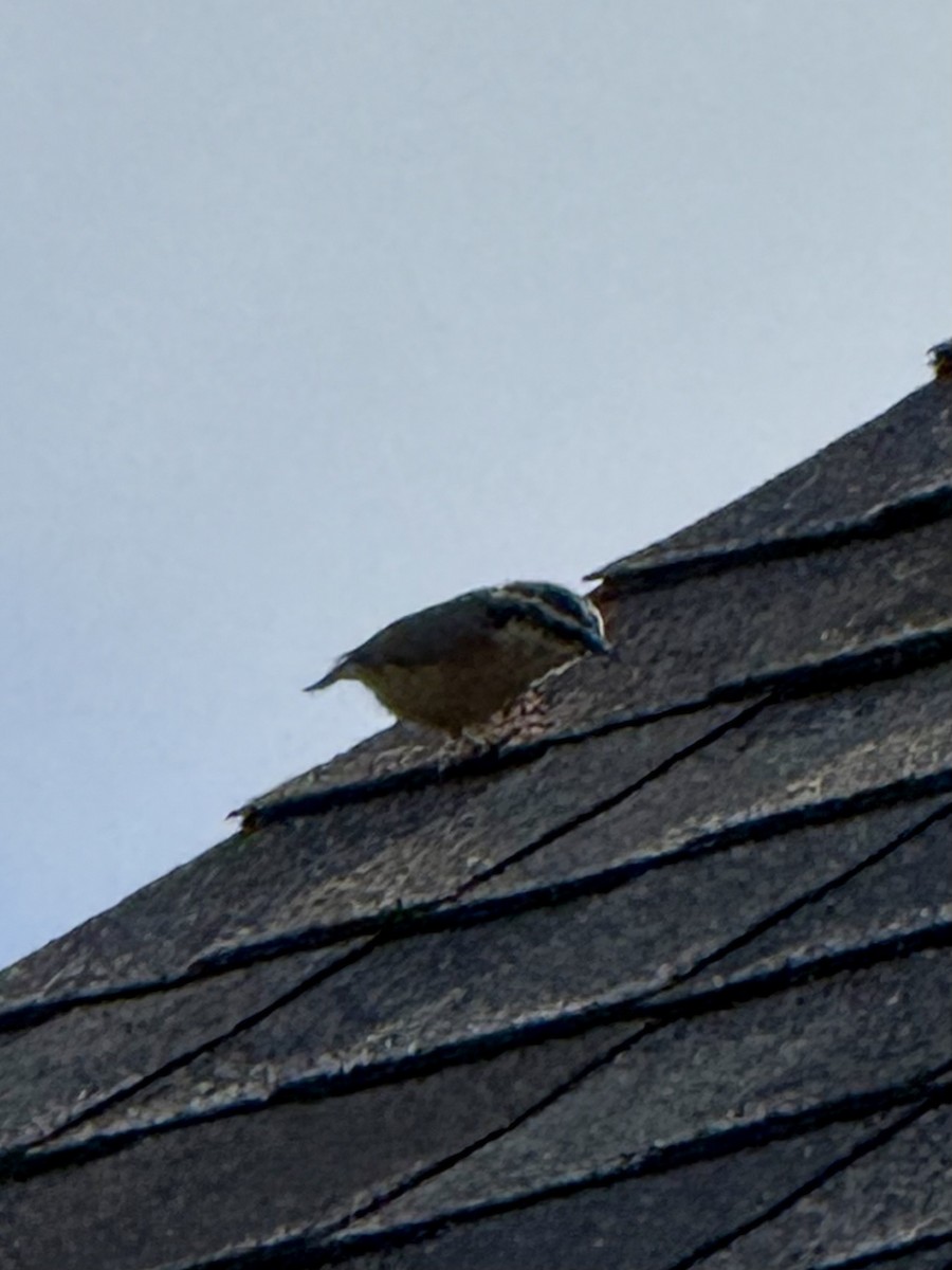Red-breasted Nuthatch - ML640813910