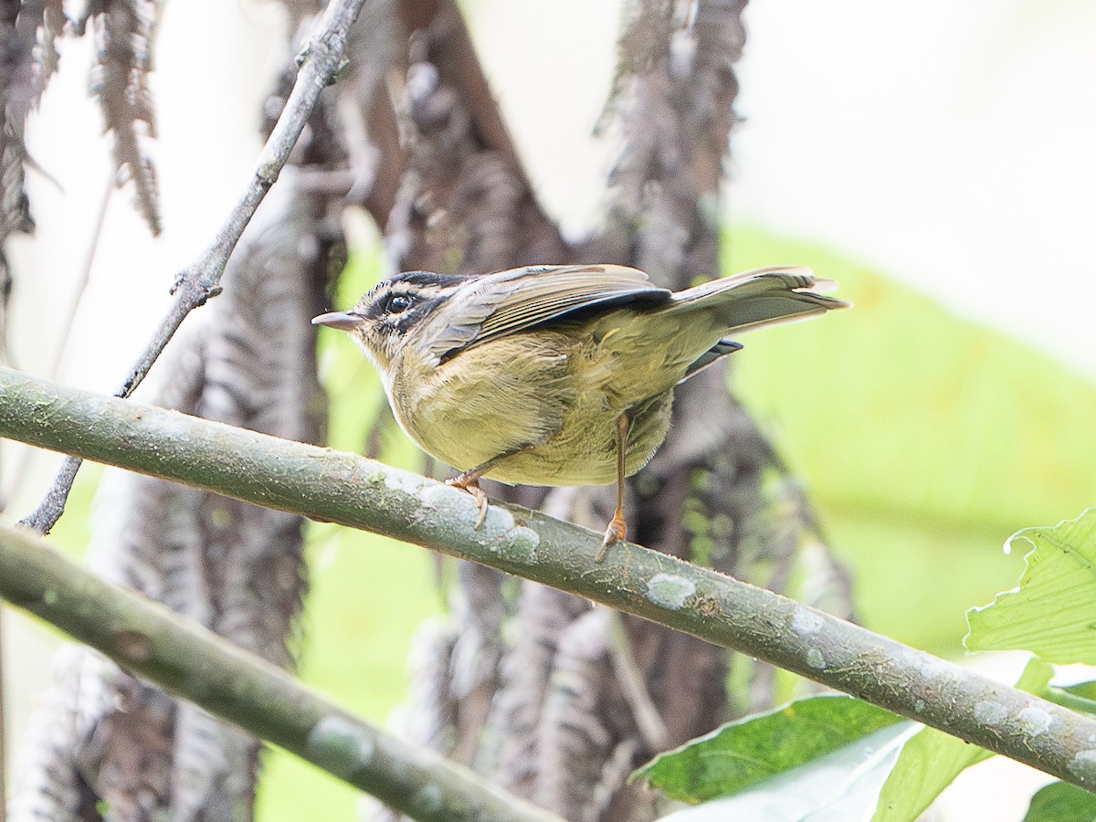 Three-striped Warbler - ML640813995