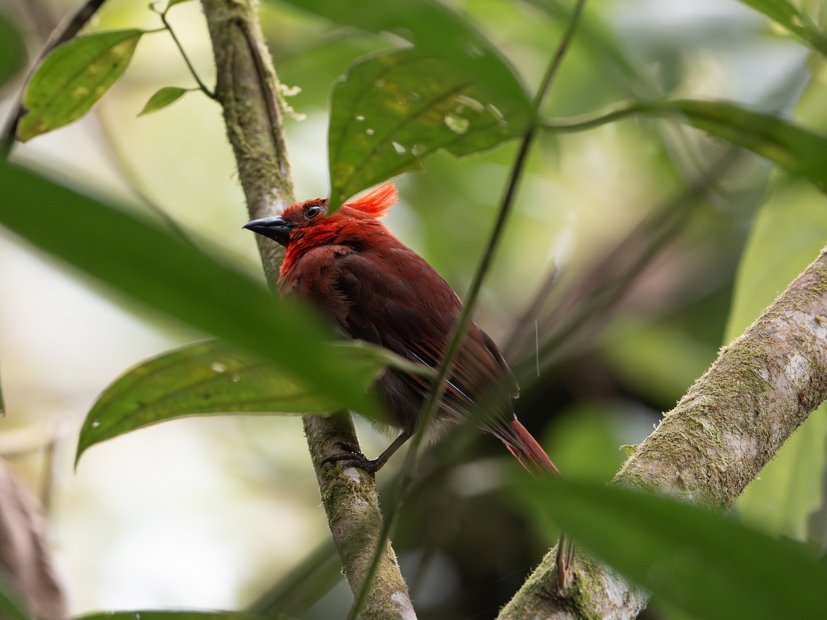 Crested Ant-Tanager - ML640814017