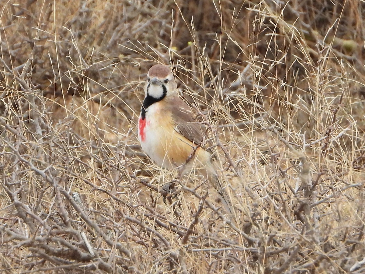 Rosy-patched Bushshrike - ML640814037