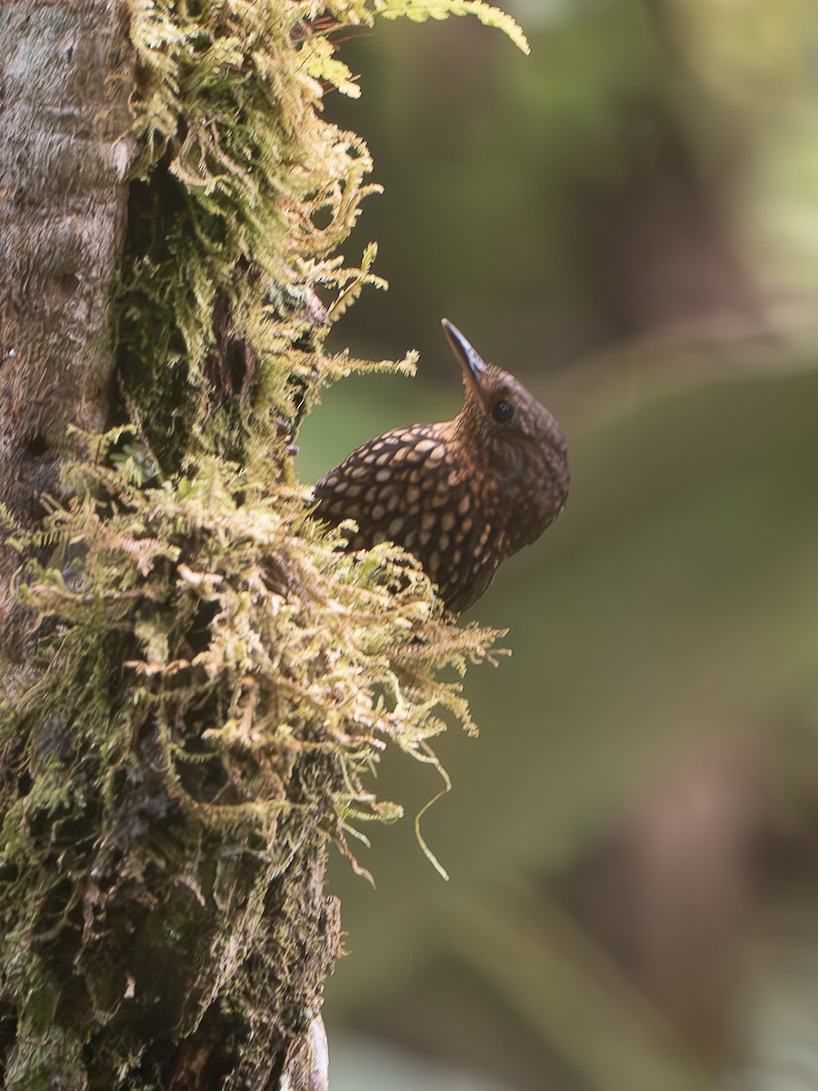 Spotted Barbtail - ML640814050