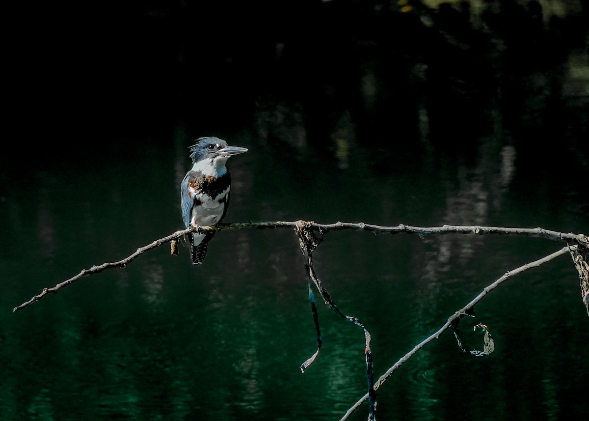 Martin handi iparramerikarra - ML640814055