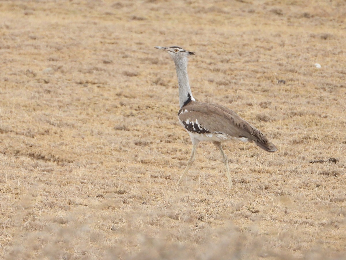 Kori Bustard - ML640814060