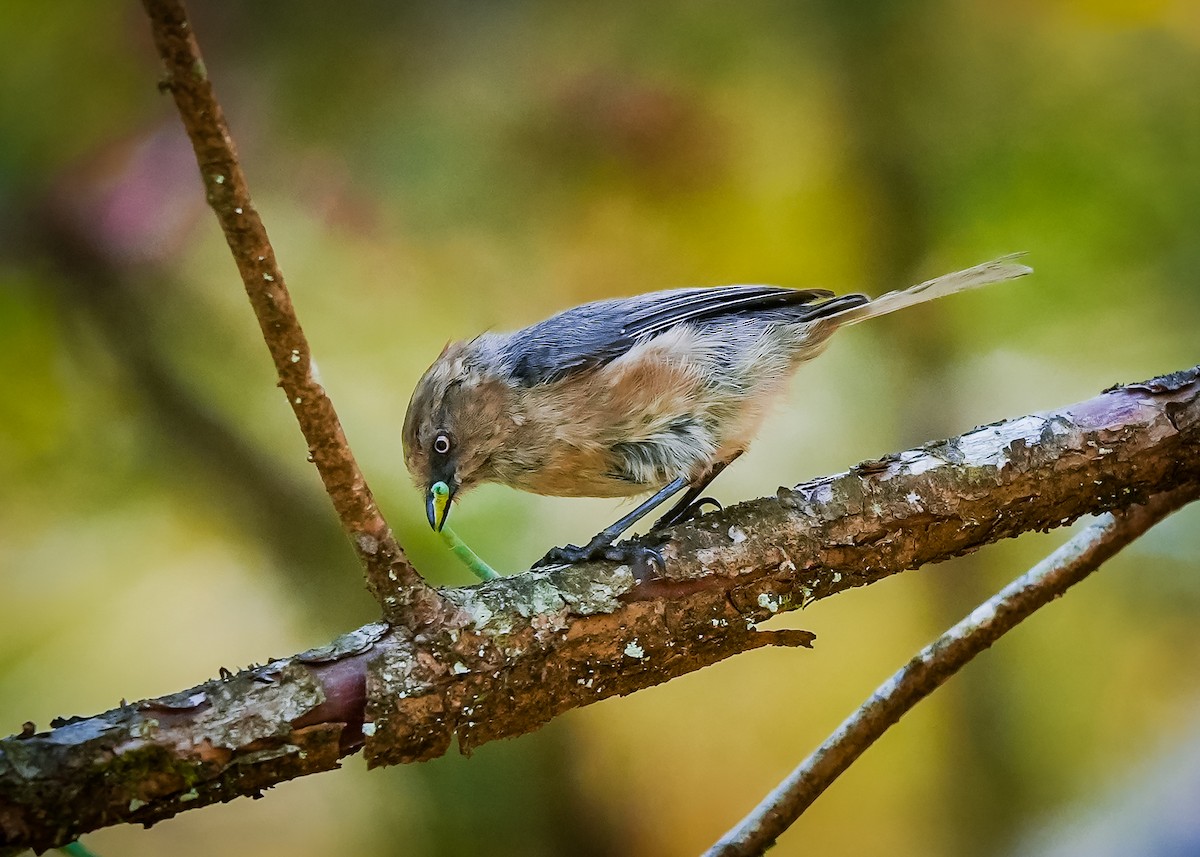 Buztanluze amerikarra - ML640814099