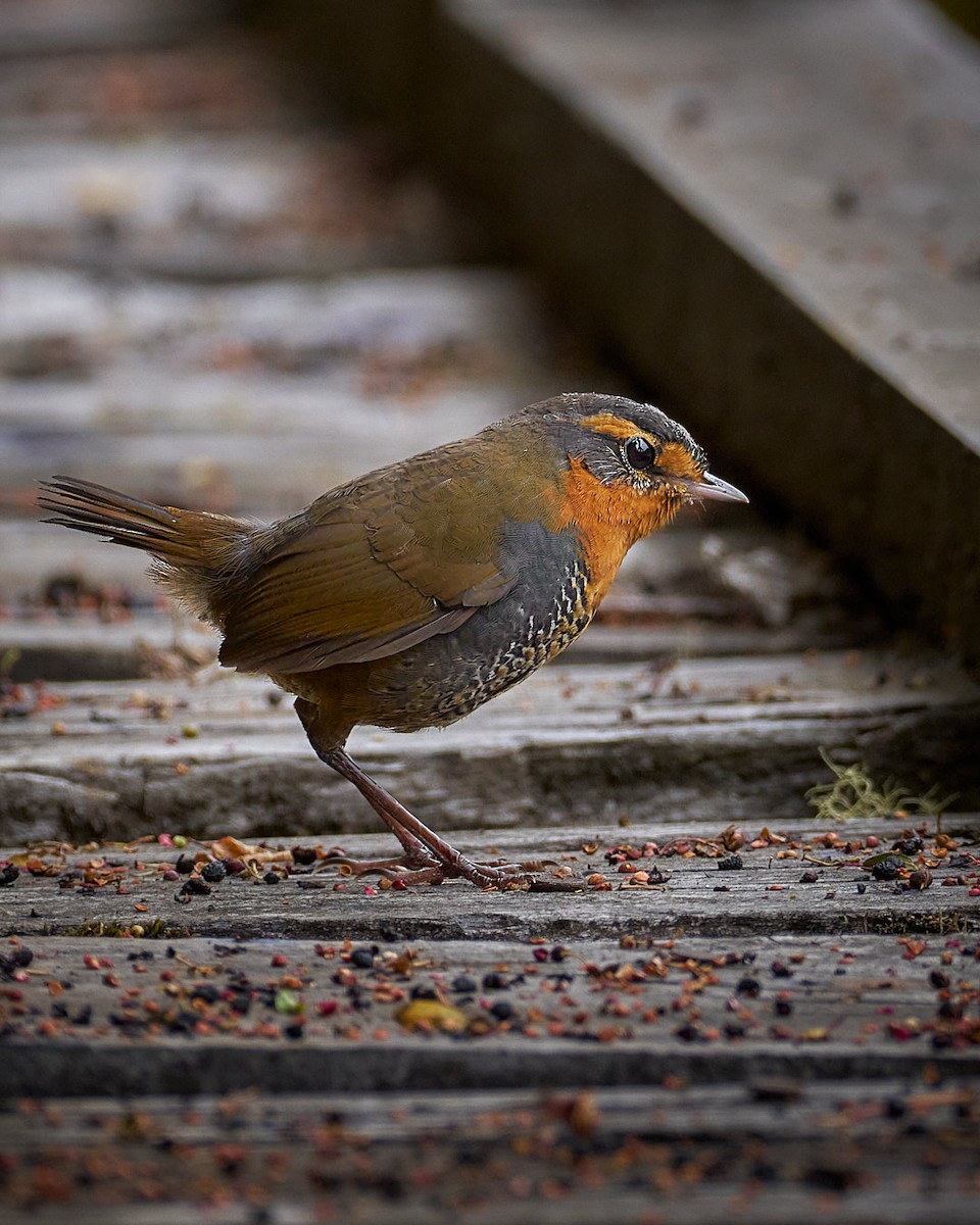 Chucao Tapaculo - ML640814173