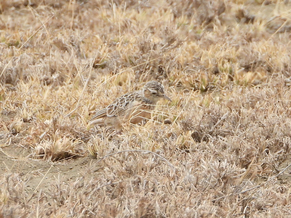 Beesley's Lark - ML640814216