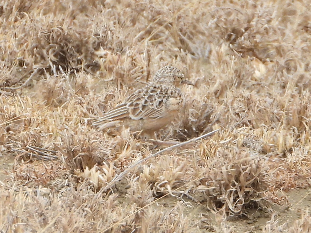 Beesley's Lark - ML640814218