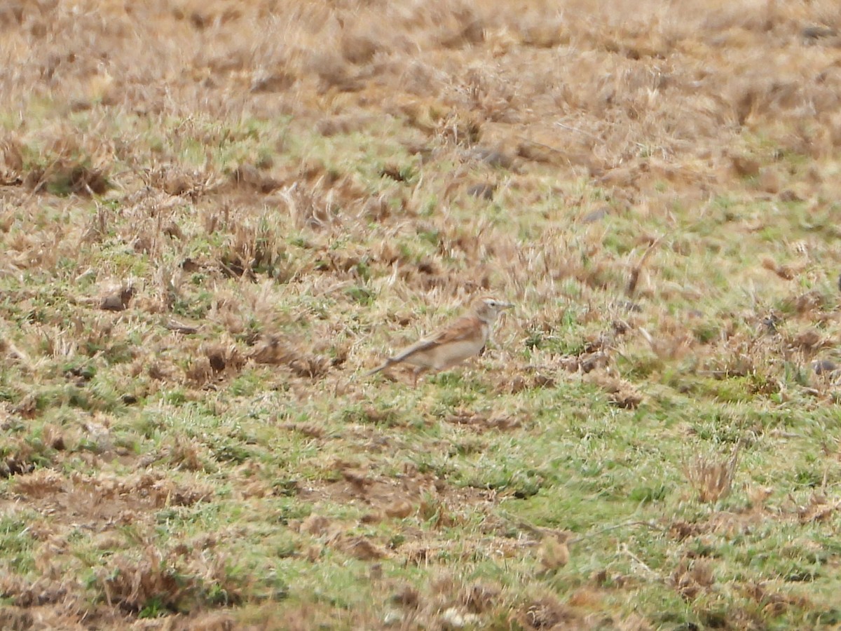 Red-capped Lark - ML640814243