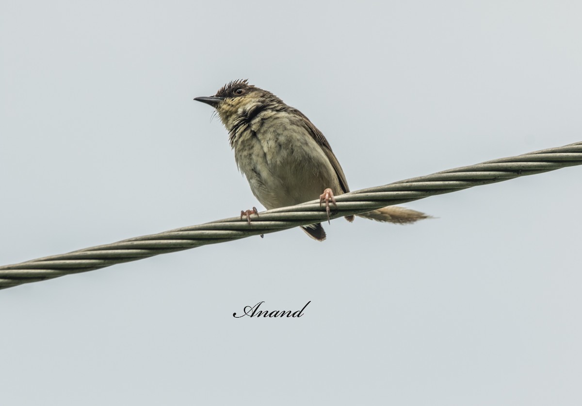 Himalayan Prinia - ML640814255