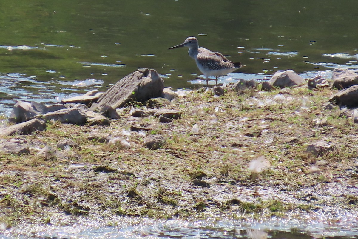 Greater Yellowlegs - ML640814301