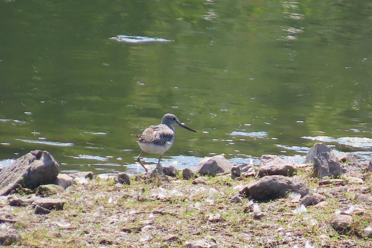 Greater Yellowlegs - ML640814302