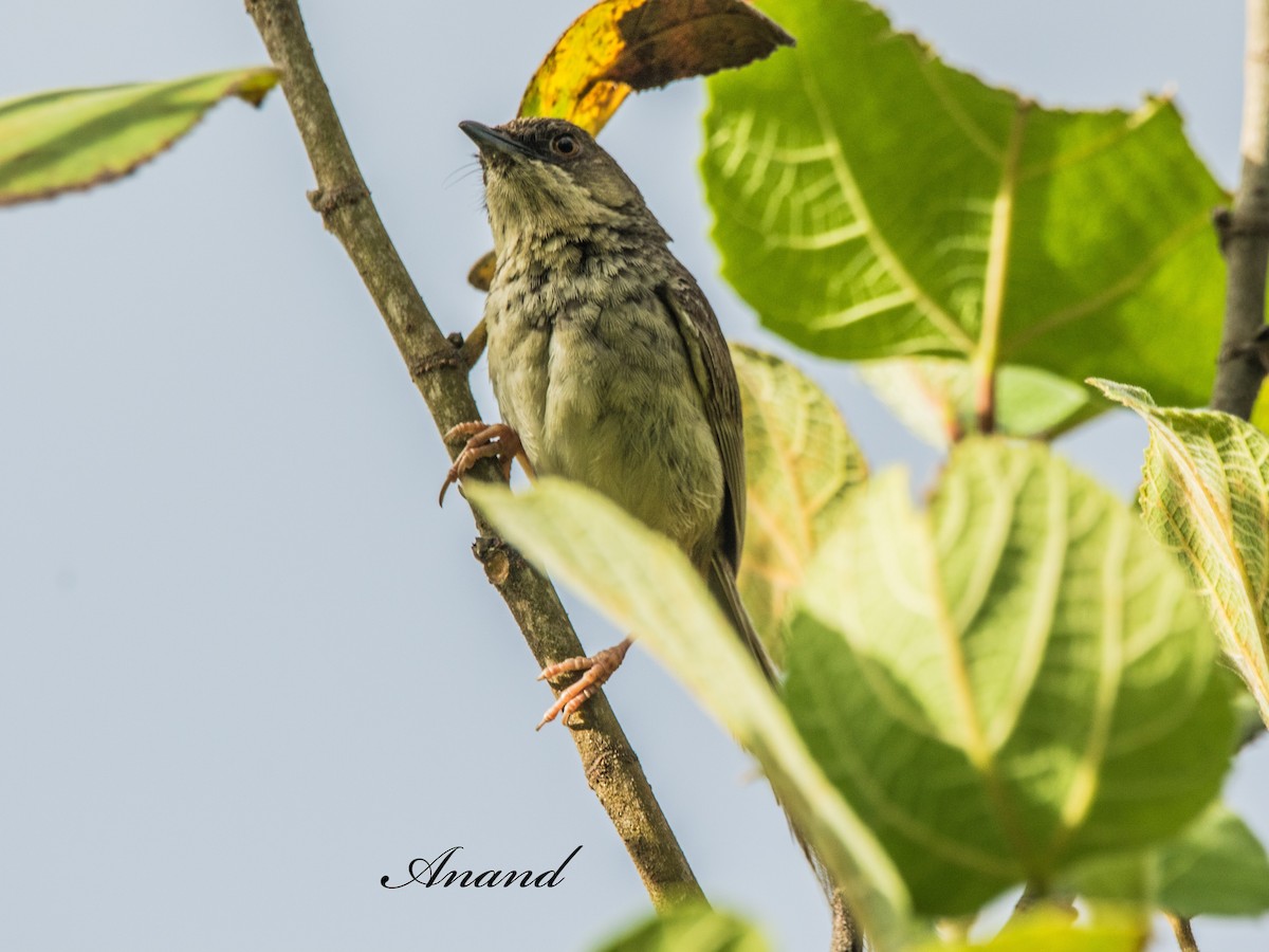 Himalayan Prinia - ML640814361
