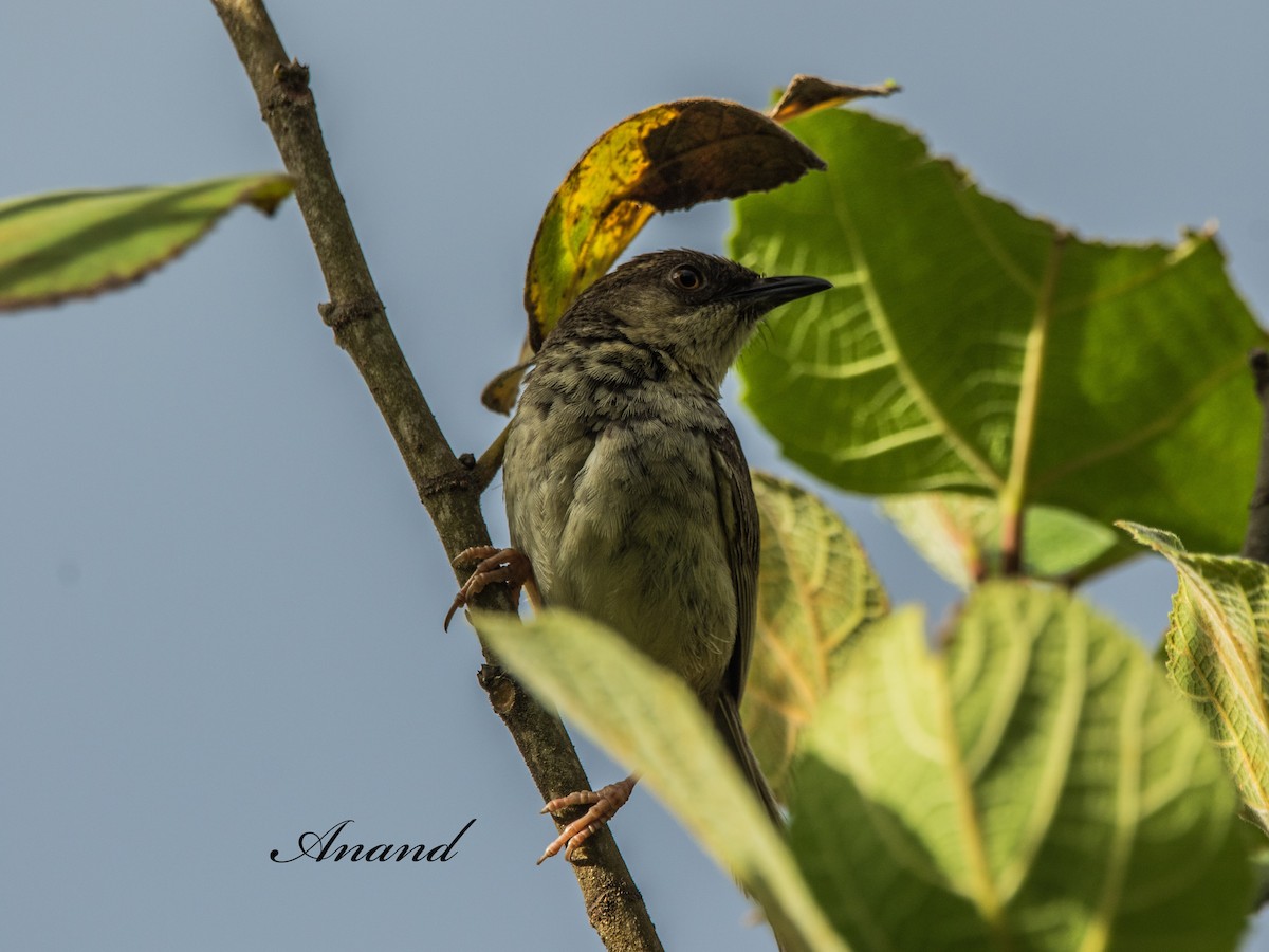Himalayan Prinia - ML640814374