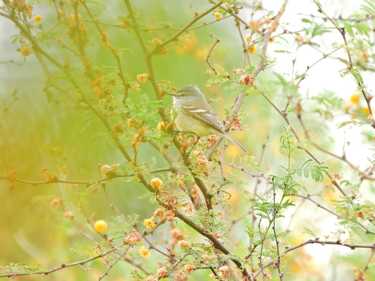 White-crested Tyrannulet - ML640814382